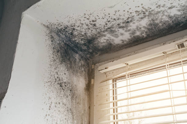 Affordable Attic Mold Remediation solutions in Hillsborough, NC