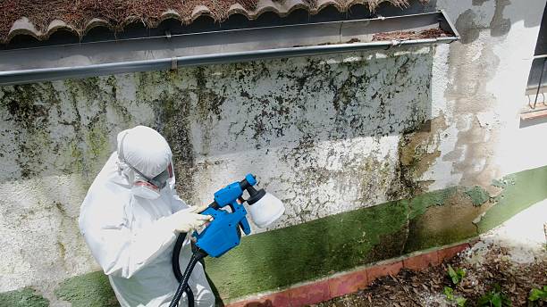 Top rated local Attic Mold Remediation specialists in Hillsborough, NC